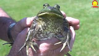 เพลงกบอ๊บๆ กบตัวจริง ตัวเป็นๆ Frog song
