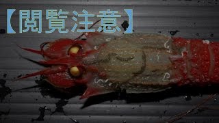 福島原発事故後の奇形動植物（β）【閲覧注意】　PART２