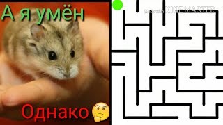 Лабиринт для хомячка Бони