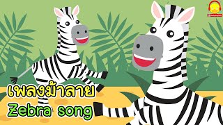 เพลงม้าลาย ม้าตัวนี้มี 2 สี Zebra song