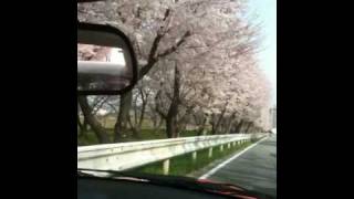 sakura