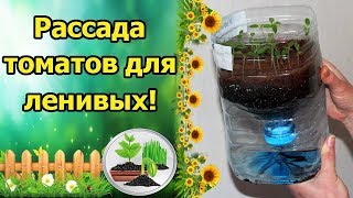 РАССАДА ТОМАТОВ ДЛЯ ЛЕНИВЫХ! ПОСЕВ И ВЫРАЩИВАНИЕ БЕЗ ПОЛИВА, БЕЗ ПИКИРОВКИ!
