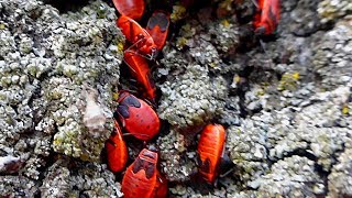 Насекомые Солдатики. Колония Клопов Солдатиков. Красный Клоп Солдатик. Насекомые Видео. Футажи Лето