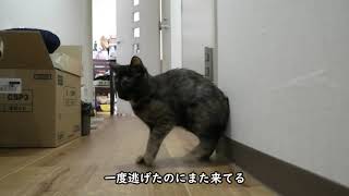 恐怖の掃除ロボに逃げ惑う子猫【衰弱していた250gの子猫を保護した　その23】