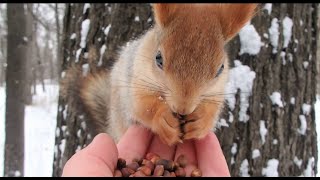 Кормлю Длинноухого / Feeding the Long-Eared