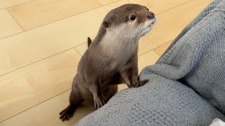 イタズラしているのがバレているというのにもはや止める気が全くないカワウソ otter that knows it's playing a prank and doesn't want to stop