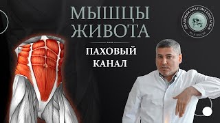 Мышцы брюшной стенки. Влагалище прямой мышцы живота.Паховый канал. Abdominal muscles. Inguinal canal