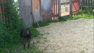 Ротвейлер. Rottweiler