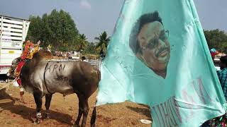 Shoolagiri  jallikattu 11 star anasandiram mersal boy's.  KPN Don
