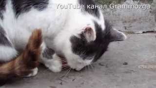 Кот гурман ест лук.Кухня.Kitchen. Gourmet cat eats onions
