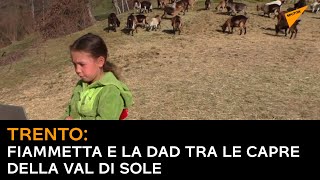 Trento: Fiammetta e la Dad tra le capre della Val di Sole