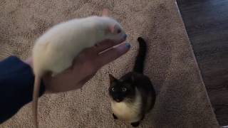 ЖИЗНЬ, боль, СМИРЕНИЕ =^..^= СИАМСКИЕ КОШКИ
