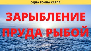 ЗАРЫБЛЕНИЕ ПРУДА КАРПОМ. ВОТ ЭТО РЫБАЛКА ДЛЯ ТЕБЯ