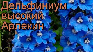 Дельфиниум высокий Арлекин (delphinium elatum) ? обзор: как сажать, саженцы дельфиниума Арлекин