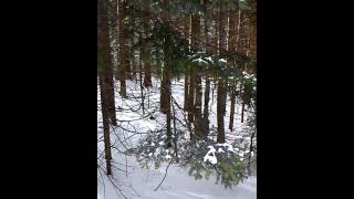 beagles running hare