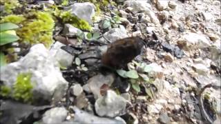 Μανιτάρια Morchella elata  13/3/2016