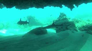 best spearfishing ateam365 hawaii