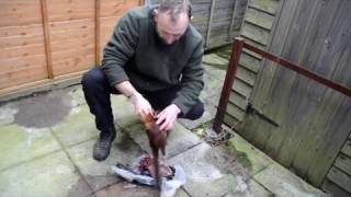 Bushcraft food / Pulling a Pheasant / HHOS