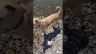 Hazel (ehemals Chufa und bereits vermittelt) beim Schimmen