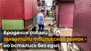 Бродячие собаки захватили тбилисский рынок - но остались без еды