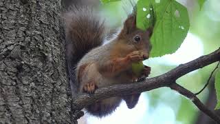 Белки. Подборка за неделю / Squirrels. Selection for the week