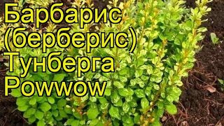 Барбарис тунберга Пау вау. Краткий обзор, описание характеристик berberis thunbergii Powwow