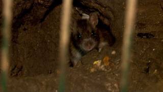 Des rats par centaines à l'entrée d'une tour de Saint-Denis