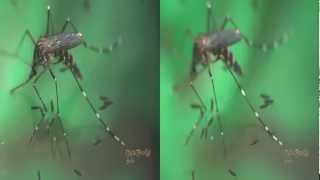 3D, Mosquito Pone Huevos