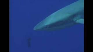 BlueCorner Palau （パラオ　シャークダイビング）　