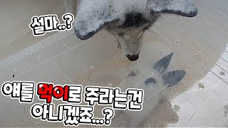 주토피아는 존재하지않습니다.  여우키우는데 토끼를 받았네요? There is no exist Zootopia - Gift from my subscriber