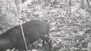 Elephant Hills and Rainforest Camp - Camera trap
