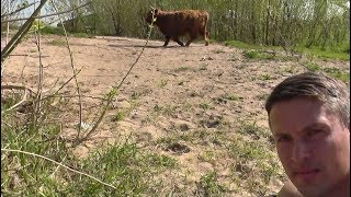 АТАКА диких коров в Неймегене (Голландия), апрель 2018! Nijmegen, Нидерланды.