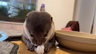 ひな祭りに紅白ひなあられを爆食しまくるカワウソ Otter eat hina-arare