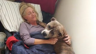Shelter dog finally finds a forever home after 700 days