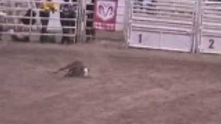 Rodeos And Their Abuses Of Baby Calves