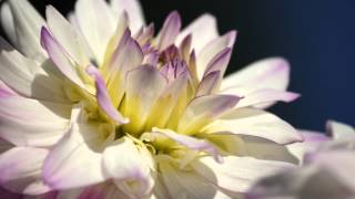 Dahlias in Bloom
