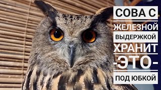 Гусеница ест сову! Кот ест гусеницу! Не происходит ничего необычного!