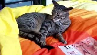 Funny cat fights with his tail / Смешной кот дерется со своим хвостом