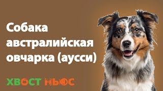 Австралийская овчарка Аусси