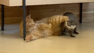 カワウソさくら カワウソと猫の日常 Everyday of otter and cat #Short