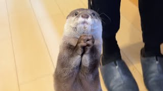 低温調理鶏肉をにゃむにゃむ食べるカワウソ Otter eating "yum yum" low temperature cooked chicken