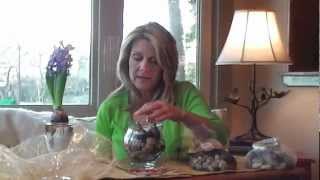 How to force your own hyacinth bulbs for less than $3.00!