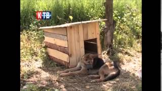 Помощь бездомным животным "Добрый дом". Кинешма ТВ 19.07.14.