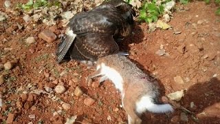 Goshawks, harris hawks and Predator hunting hares in Spain (the best recopilated of hunting hares)