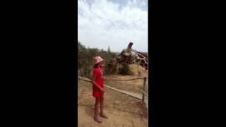 Поцелуй жирафа The Giraffe's Kiss