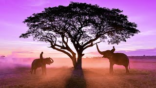 Ancient Healing Sounds | 432Hz Healing Meditation | Detoxing Healing Music | Healing Cleanse