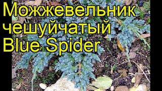 Можжевельник чешуйчатый Блю Спайдер. Краткий обзор, описание juniperus squamata Blue Spider