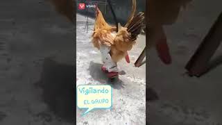 Los gringos están que declinan a favor de Maduro jajaja