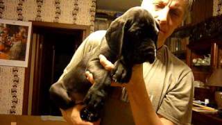 Sargos Cvet Nochi x Lani Zvezda Delii 45 days