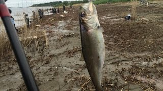 ловля селедки на спинниг №1: не самый лучший день для ловли селедки. herring fishing